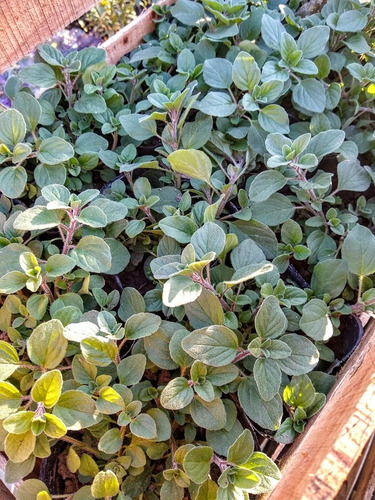 Promo Cajon 15 Plantas De Frutillas - Huerta - Maceta 12