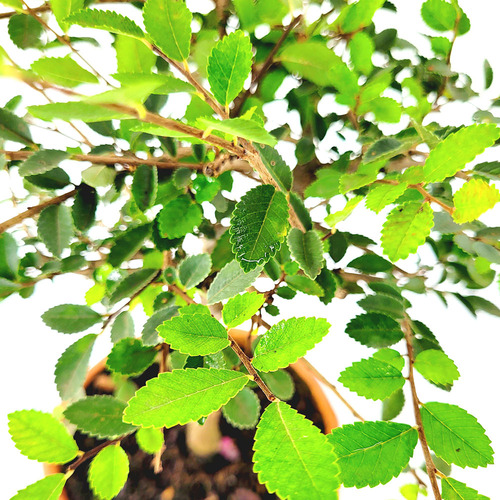 Olmo Chino Planta - Ulmus Parvifolia 