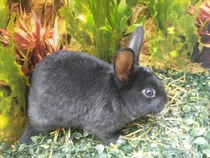 Comprar Conejos Mini Rex
