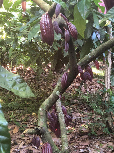 Te Vendo Finca En Masipedro Bonao/republica Dominicana.
