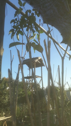 Imagen 9 de 11 de Arbol Lapacho Amarillo O Blanco 2.0 Mts..e.gratiscaba/gba
