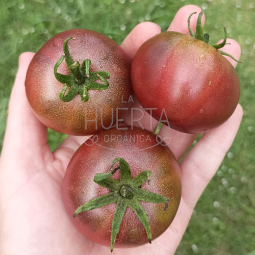 Semillas Tomate Velvet Night! Determinado Ideal Maceta