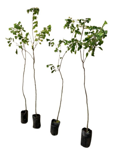 Planta De Carambola - Adultas Grandes, Ya Producen!!!