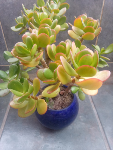 Bonsai Planta De Jade Arbol De La Moneda.leer Bien