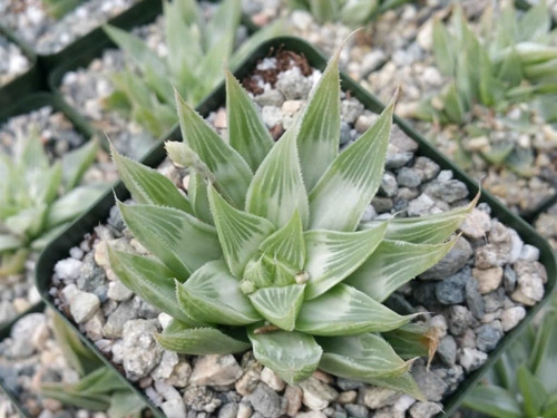 Haworthia Retusa White Ghost Suculenta No Cactus Variegata