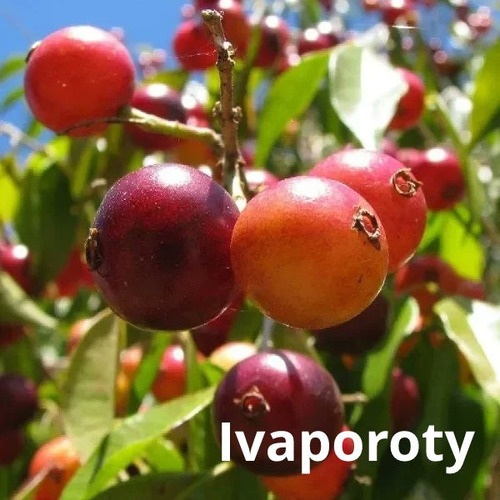 Plantin Ivaporoty, Eugenia Rivularis