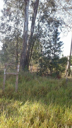 Imagem 3 de 3 de Terreno Bem Localizado No Parque Florestal - Te0295