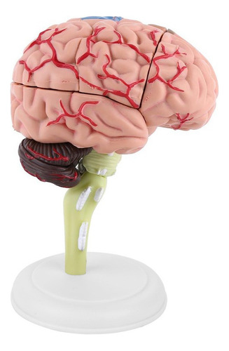 Modelo Médico Anatómico De Cerebro Humano Desmontado De 1 Pi