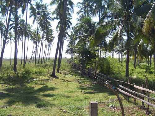 Terreno En Venta En Barra De Pichy
