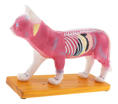 Imagem 3 de 10 de Modelo Anatômico De Acupuntura Para Gatos 1:1 Com