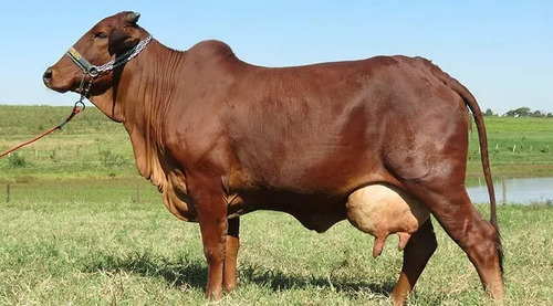 Premix P/ Leite C/ Probiótico Minerais Vacas Leiteiras 20kg