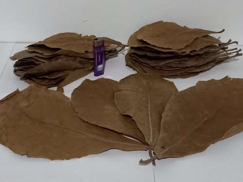 Hojas Secas (almendro Indio) Pack Por 60 Hojas