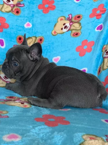 Cachorro Bulldog Frances Color Blue Gris Azul Cali Colombia