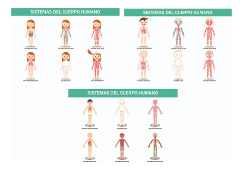 Láminas Imprimibles De Los Sistemas Del Cuerpo Humano