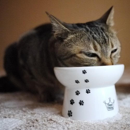 Recipiente De Comida Para Gatos Necoichi