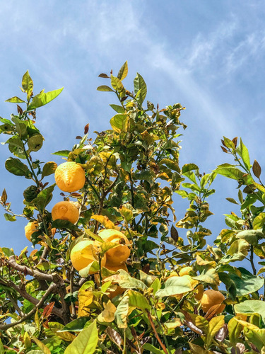Limon Genova 1 Metro Abonado Gratis Rm No Envio A Regiones