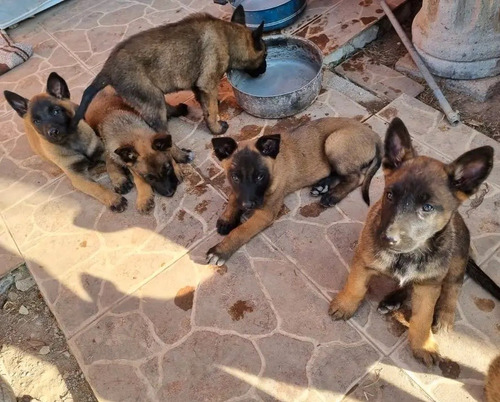 Imagen 3 de 4 de Cachorros Pastor Belga Malinois 400 Por Cada Perrito