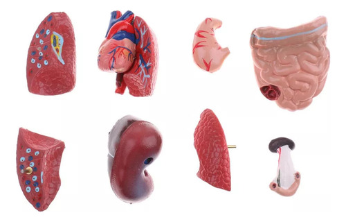 Aplicable A Kits De Ciencia Modelo 28cm Torso Vísceras