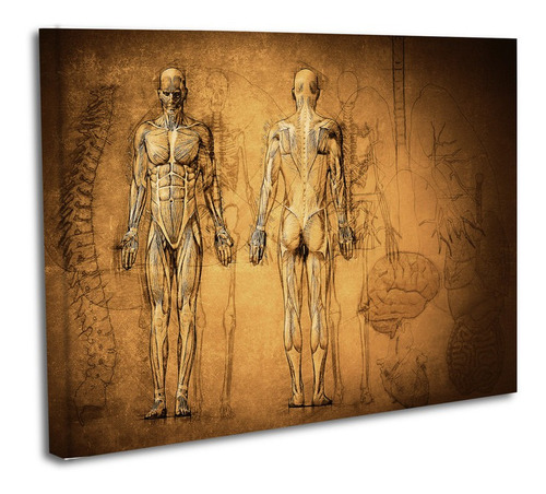Cuadro Lienzo Canvas 80x120cm Anatomia Cuerpo Humano Columna