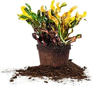 Perfecount Plants Croton Mammy | Codiaeum Variegatum | Plant