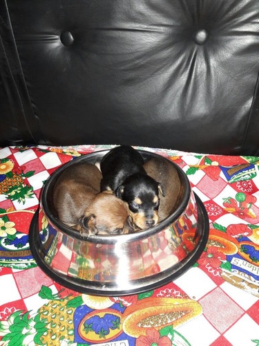 Pinscher Hembras Y Machos Enanos