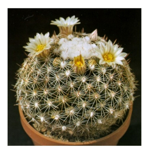 Semillas De Cactus Mammillaria Gaumerii Rara Exótica