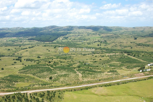 Campo Apto Fraccionamiento Con Plantación De Olivos Y Fábrica De Aceite De Oliva Muy Acreditado- Ref: 12801