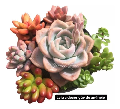 Kit Mini Suculentas/cactos Com 20 Mudas Diferentes