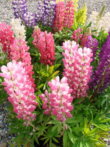 Semillas Flor Lupinus Mix Colores Envío A Todo Chile