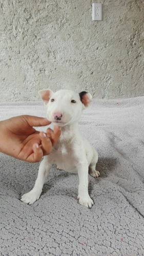 Cachorrita Bullterrie Ingles