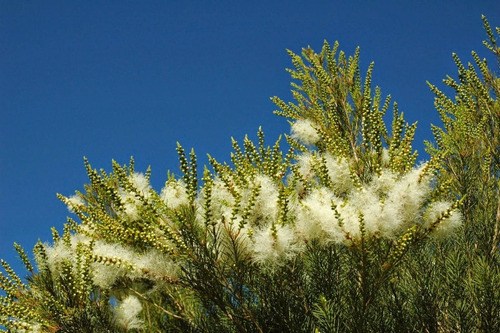 Imagem 6 de 8 de 200 Sementes Melaleuca Alternifolia Tea Tree + Frete Gratis