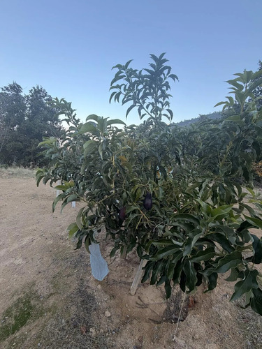 Parcela Con Casa - Sector Rangue, Paine - 1,33 Ha