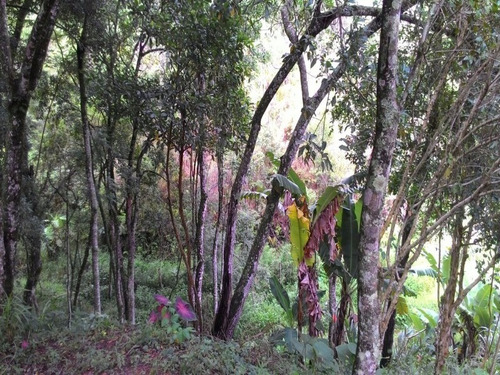 Imagem 17 de 30 de Sitio - St00006 - 4310429