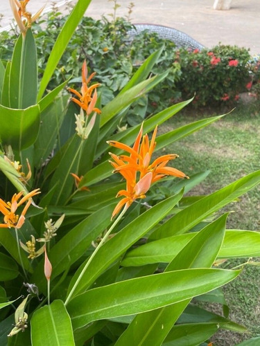 Heliconias. Plantas De Jardín