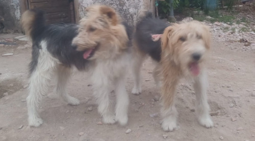  Cachorros Fox Terrier