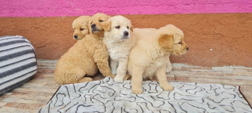 Bonitos Golden Retriver 