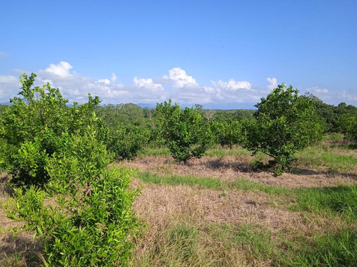 Venta Rancho 94 Hectareas El Otatal Alamo Temapache Veracruz