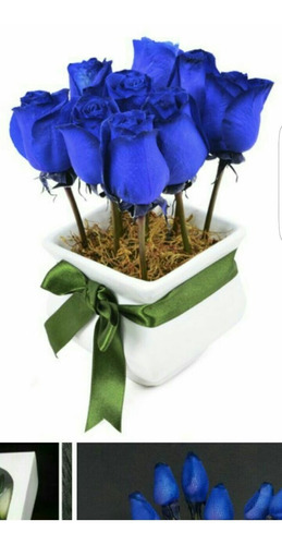 12 Rosas Azules En Mazeta