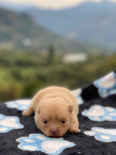 Imagen 5 de 9 de Cachorros Pomerania Mini Lulú Pomerania