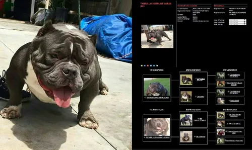 Mr miagi american bully 2025