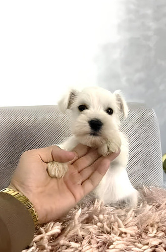 Cachorros Schnauzer Mini Blancos Y Sal Pimienta 