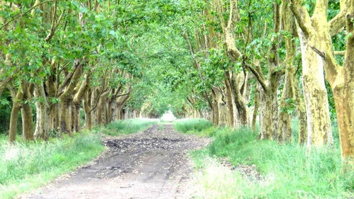 Imagen 5 de 16 de 230 Has Castelli, Campo En Venta 95 % Agrícola - Estancia Histórica Y Productiva