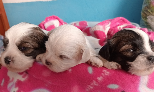 Cachorros Lhasa Apso