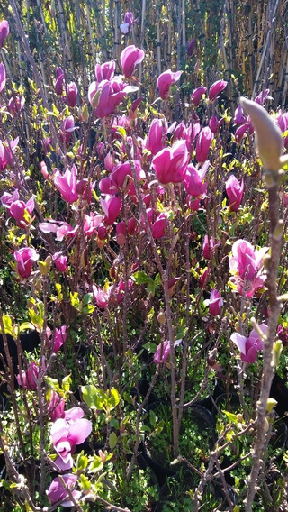 Planta Magnolia Purpura | MercadoLibre ?