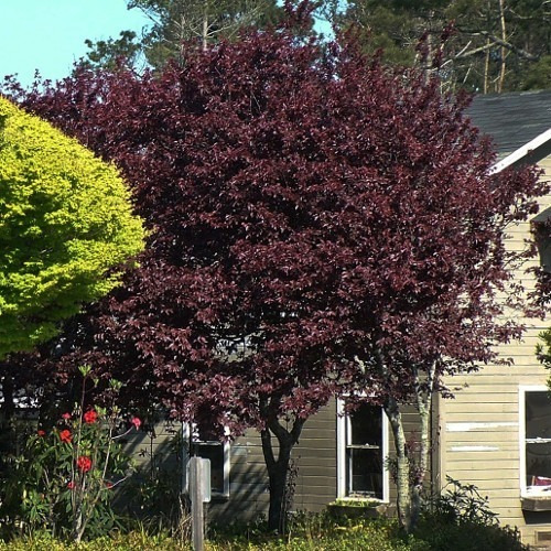 Imagen 3 de 3 de Arbol Ciruelo Injertados Envios A Todo Chile