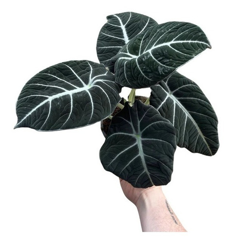 Alocasia Black Velvet - Alocasia Negra 