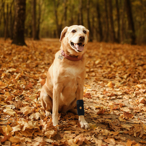 Rodillera Ajustable Para Perros, Patas De Perro Transpirable