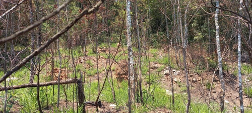Imagem 5 de 7 de Terreno Para Chácara 3060m² - São Roque - Sp - Tr37968v