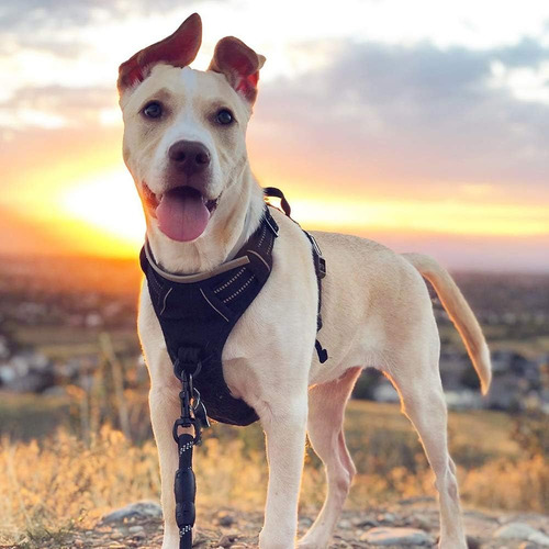 Pechera Para Perro , Pechera Sin Jalones Para Mascotas Con