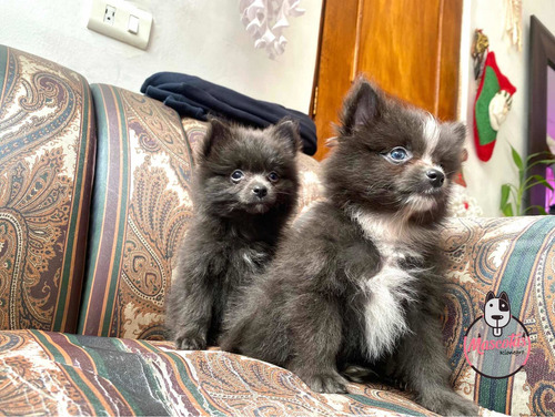 Imagen 3 de 5 de Espectaculares Cachorros Pomerania Genblue Mascotas Rionegro
